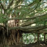 Maui: Full Day Hiking Tour With Lunch - Tour Overview