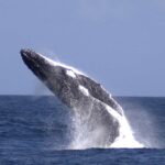 Moreton Island: Tangalooma Whale Watching & Dolphin Feeding - Experience Details