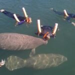 Most Popular hr Manatee Swim Tour + In-Water Guide! - Tour Highlights