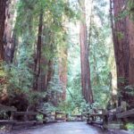 Muir Woods Tour of California Coastal Redwoods - Tour Highlights
