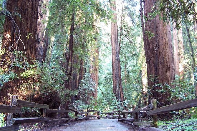 Muir Woods Tour of California Coastal Redwoods - Tour Highlights