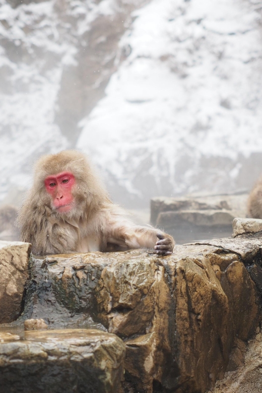 Nagano 1 Day Private Tour (Snow Monkeys, Zenkoji) With Lunch - Key Points