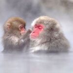 Nagano: Snow Monkeys, Zenkoji Temple & Sake Day Trip - Day Trip Overview