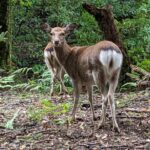 Nara - Heart of Nature Bike Tour - Tour Overview