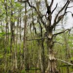 New Orleans Self-Transport Swamp and Bayou Boat Tour - Tour Location and Duration
