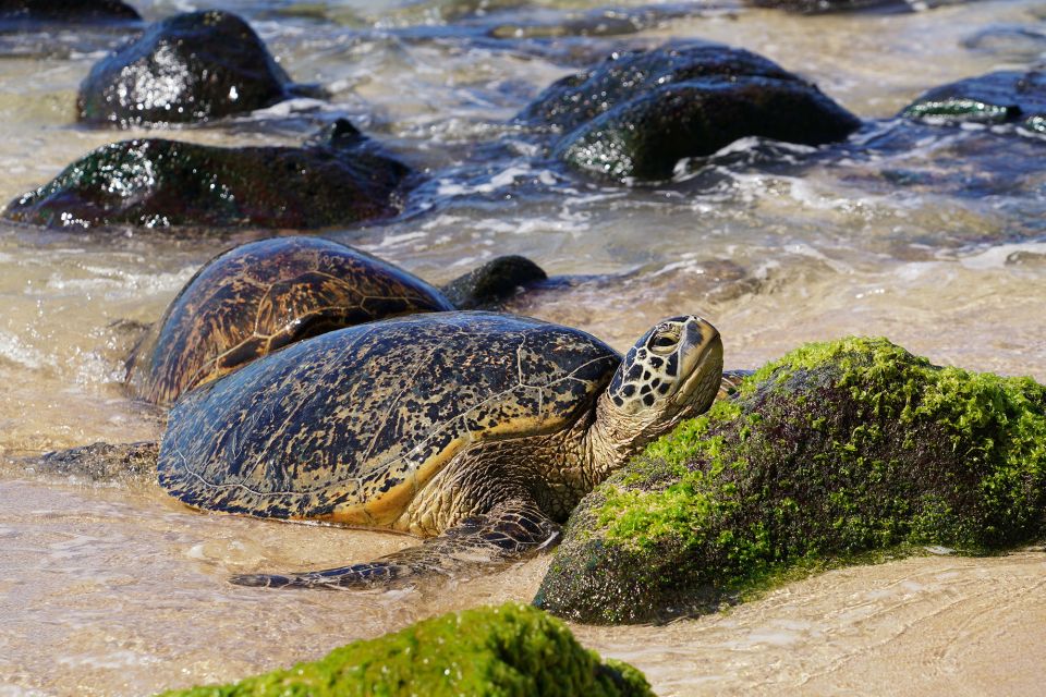 Oahu: North Shore Waterfall Swim - Tour Overview