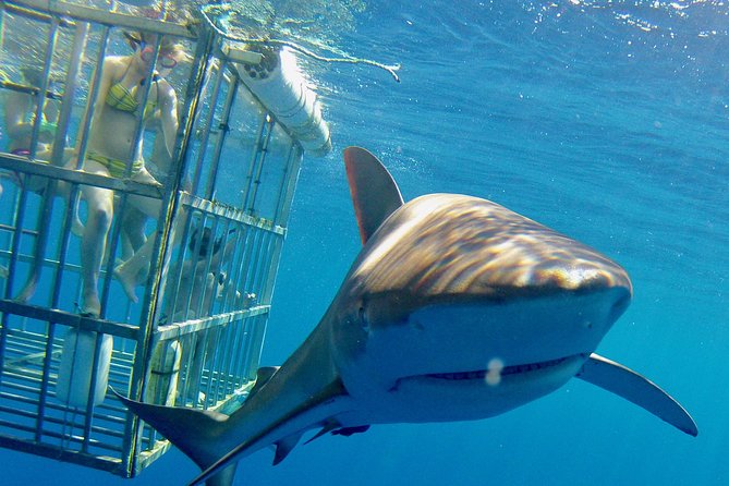 Oahu Shark Dive - Thrilling Shark Encounter