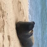 Oahu: Waimea Falls & North Shore Swim With Turtles Beach Day - Activity Details