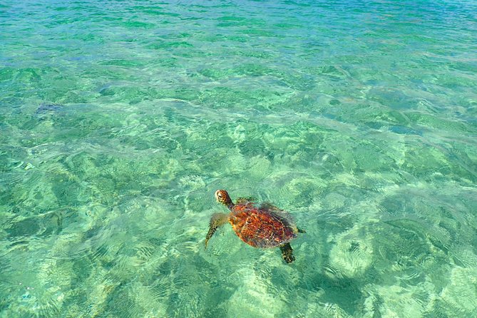 [Okinawa Miyako] SUP / Canoe + Sea Turtle Snorkeling !! (Half-Day Course) - Overview of the Experience