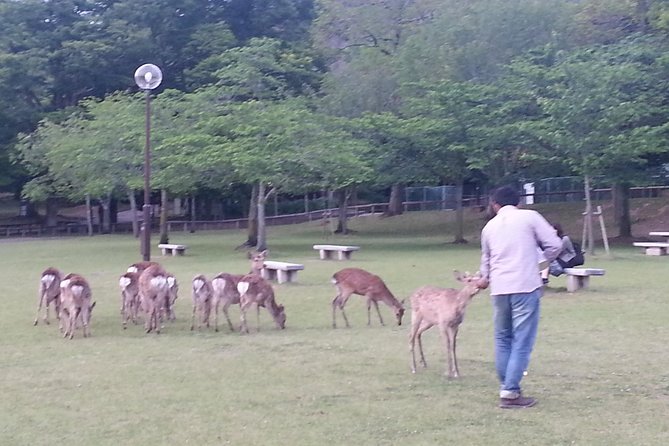One-Day Tour of Amazing 8th Century Capital Nara - Exploring Naras Tranquil Deer Park