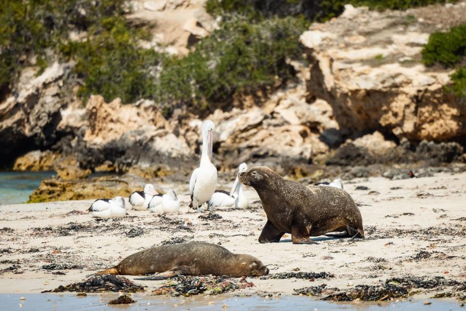 Perth: Dolphin and Wildlife Cruise With Fish & Chips - Activity Details