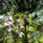 Port Douglas: Daintree Rainforest and Mossman Gorge Tour - Tour Overview