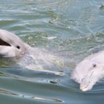 Private Dolphin Tours in the Amazing Savannah Marsh - Explore the Dolphin-Rich Marsh