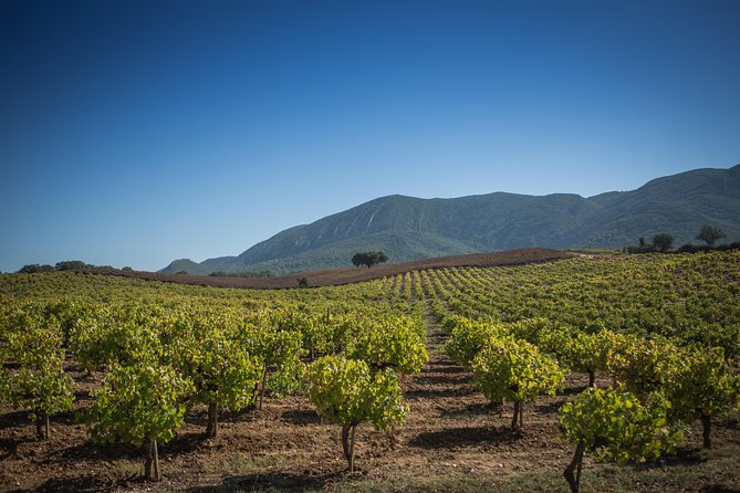 Private Full-Day Arrábida Wine Tour and Food Tasting - Inclusions and Logistics