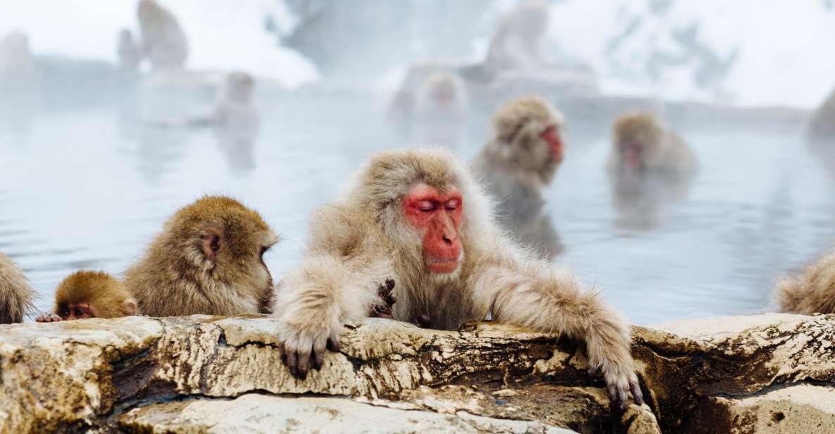 Private Snow Monkey Tour: From Nagano City / Ski Resorts - Tour Overview