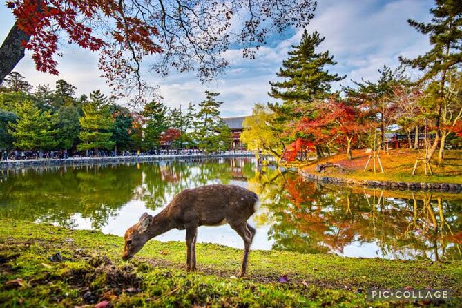 Private Tour Kyoto-Nara W/Hotel Pick up & Drop off From Kyoto - Inclusions in the Tour Package