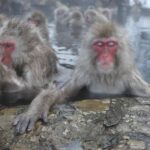Private Transfers Between Tokyo and Snow Monkey Park - Transfer Details
