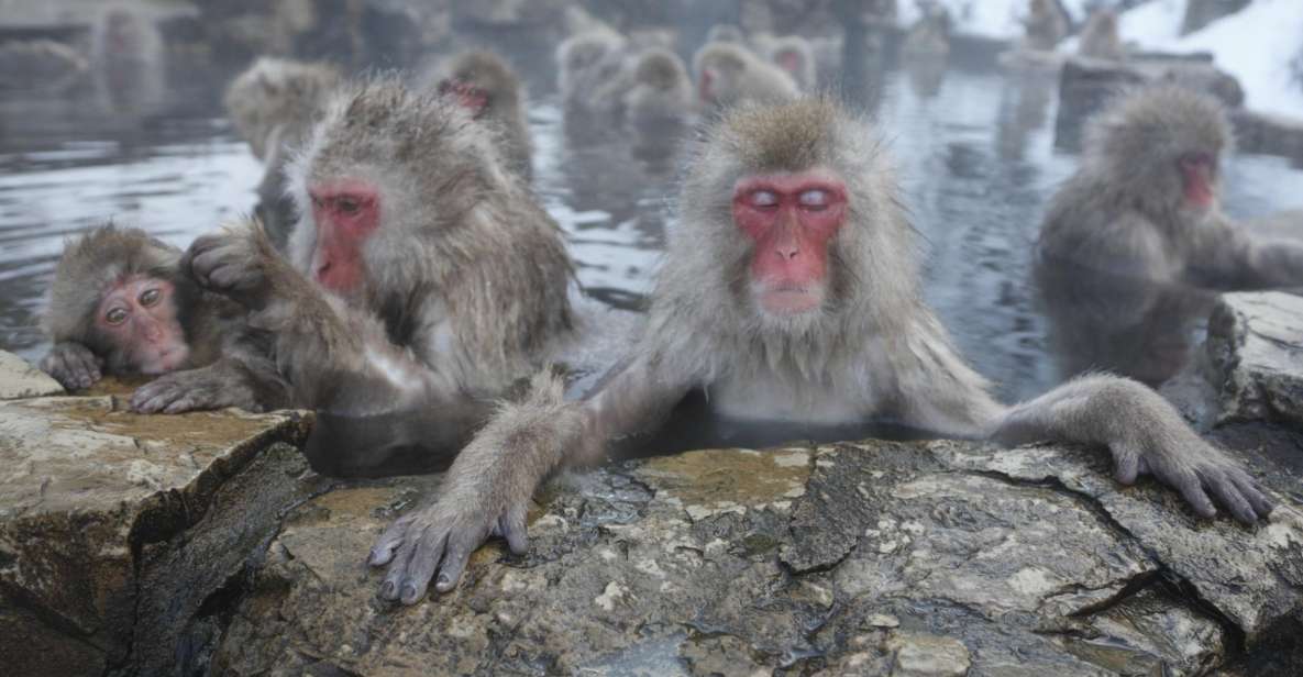 Private Transfers Between Tokyo and Snow Monkey Park