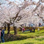 Private & Unique Nagasaki Cherry Blossom Sakura Experience - Experience Overview