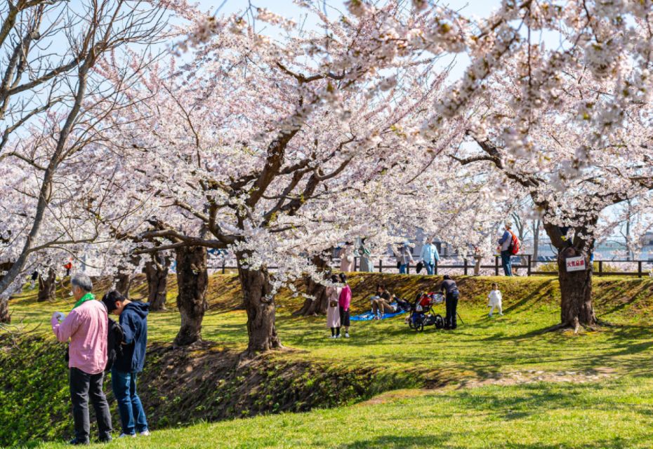 Private & Unique Nagasaki Cherry Blossom Sakura Experience - Experience Overview
