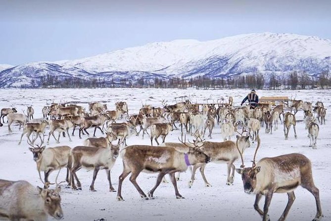 Sami Culture and Short Reindeer Sledding From Tromso - Inclusions and Amenities