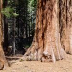 San Francisco: Private Muir Woods, Sausalito Half-Day Trip - Tour Overview