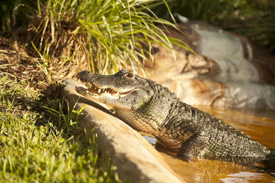 Sawgrass Park: Private -Hour Airboat Adventure Tour - Tour Overview