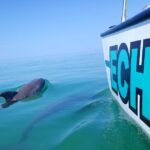 Shallow Water Snorkeling and Dolphin Watching in Key West - Key West Sailing Adventure Highlights