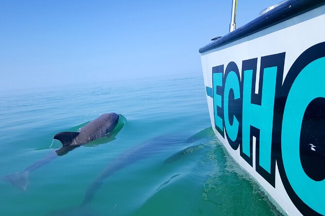 Shallow Water Snorkeling and Dolphin Watching in Key West