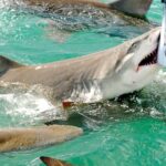 Shark and Wildlife Viewing Adventure in Key West - Adventure Details