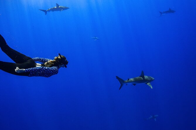 Shark Tour Dive With Sharks in Hawaii With One Ocean Diving - Location Details