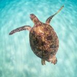 Small Group Grand Circle Island Tour Includes FREE Snorkeling With the Turtles - Tour Overview