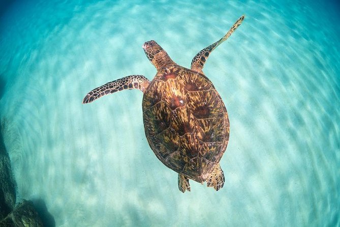 Small Group Grand Circle Island Tour Includes FREE Snorkeling With the Turtles - Tour Overview