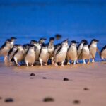 Small Group Philip Island Express Penguin & Wallaby Spoting - Tour Details