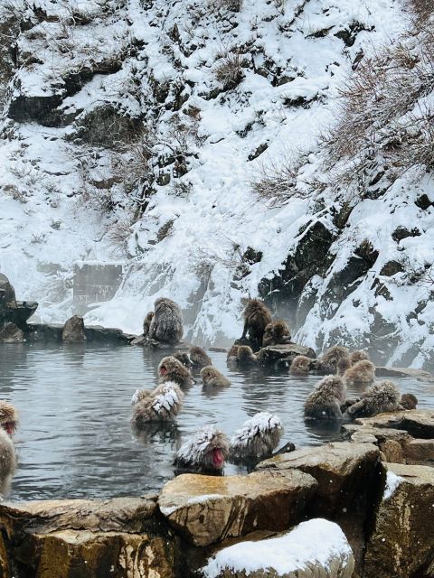 Snow Monkeys Zenkoji Temple One Day Private Sightseeing Tour