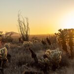 Sonoran Desert Jeep Tour at Sunset - Tour Overview