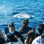 Spirit of Gold Coast .-Hour Whale Watching Tour - Tour Highlights