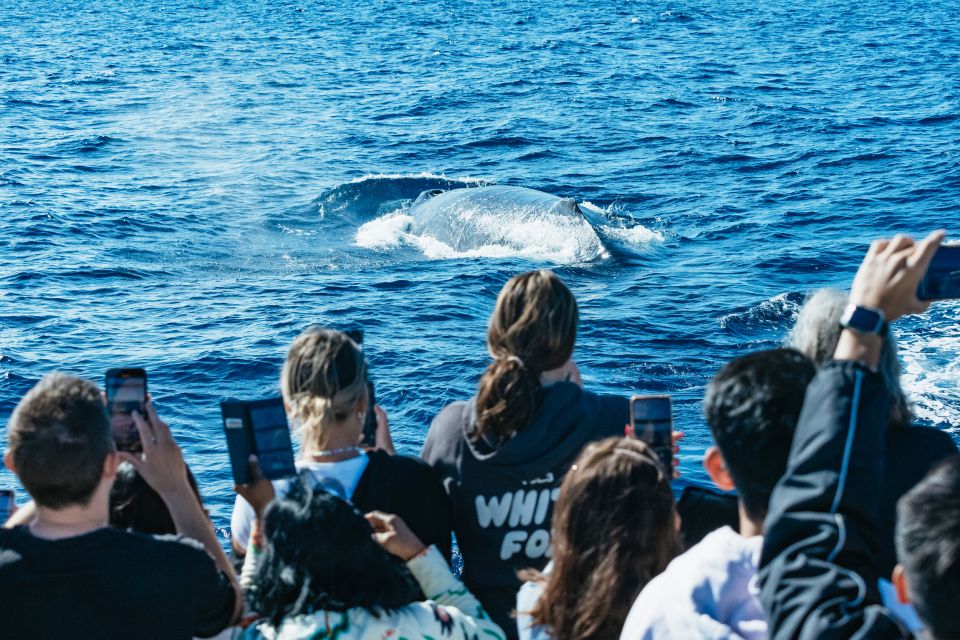 Spirit of Gold Coast 2.5-Hour Whale Watching Tour - Tour Highlights
