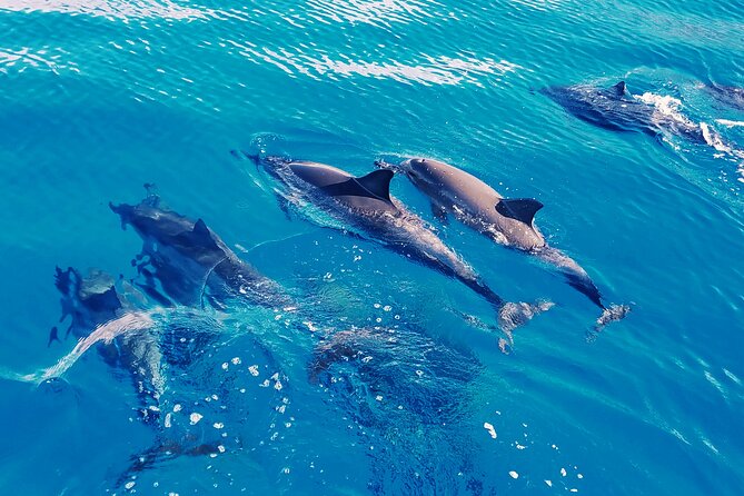 Swim With Dolphins in the West Coast Line of Oahu - What To Expect