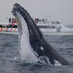 Sydney: -hour Express Whale Watching Cruise - Pricing and Availability