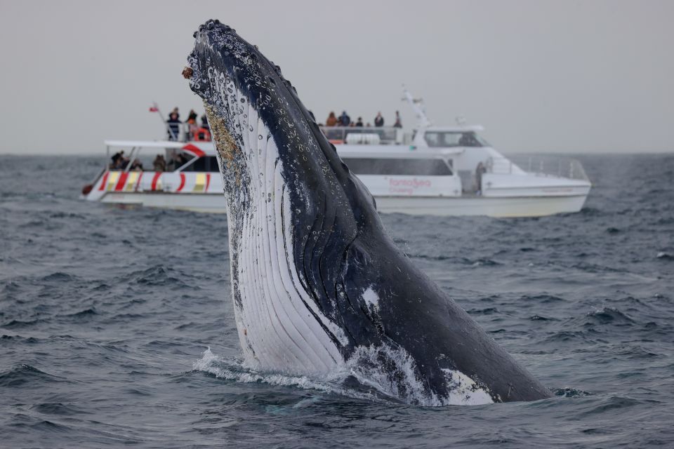 Sydney: 2-hour Express Whale Watching Cruise - Pricing and Availability