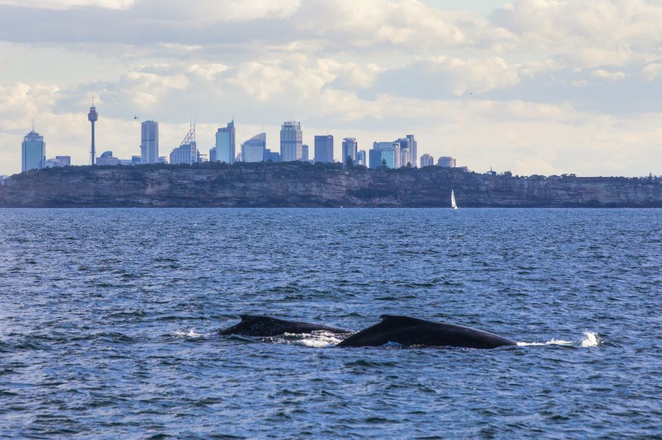Sydney: Whale Watching Explorer Cruise