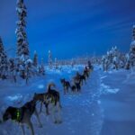 Talkeetna: Winter Dog Sled Tour Morning or Night Mush! - Overview and Highlights