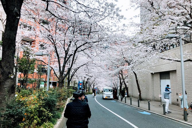 Tokyo Cherry Blossoms Blooming Spots E-Bike 3 Hour Tour - Tour Overview