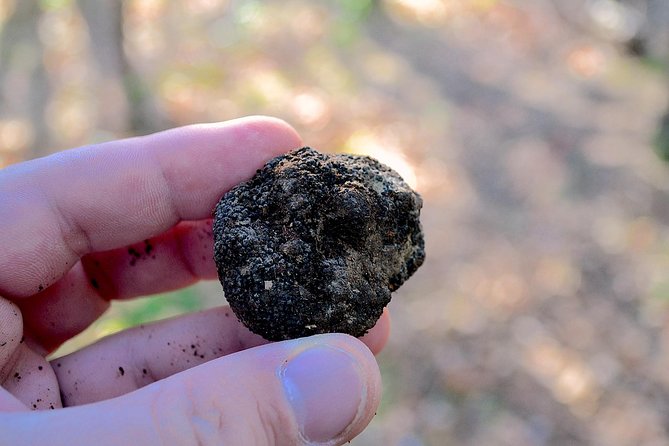 Truffle Hunting Experience With Lunch in San Miniato - Experience Details
