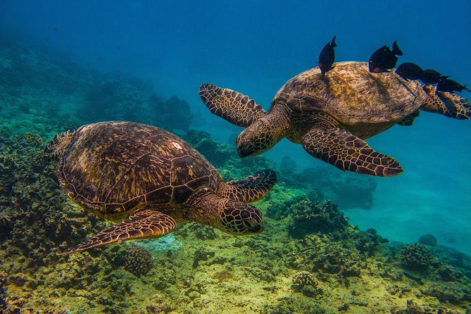 Turtle Canyons Snorkel Excursion From Waikiki, Hawaii - Excursion Overview