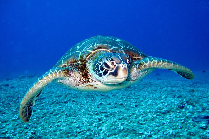 Turtle Snorkeling Adventure in Waikiki (Boat Tour)