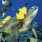 Waikiki Turtle Snorkel Adventure With Manakai Catamaran - Activity Overview