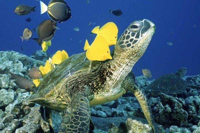 Waikiki Turtle Snorkel Adventure With Manakai Catamaran - Activity Overview