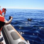 Whale and Dolphin Watching Tour From Funchal - Overview of the Tour